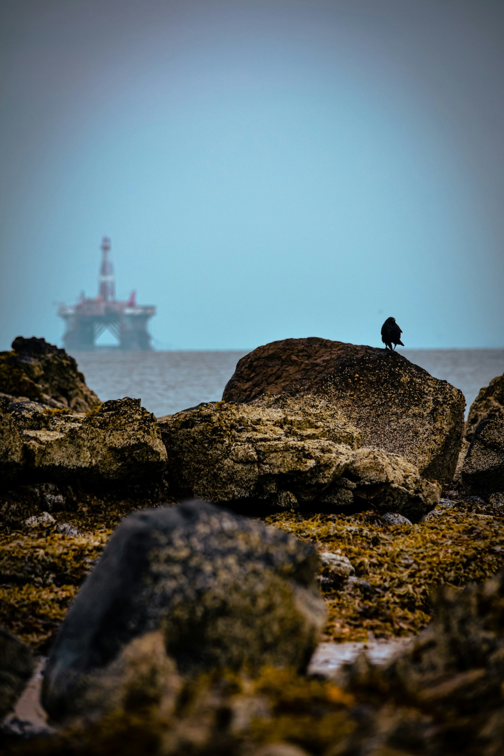 A bird sitting on a rock near the ocean
